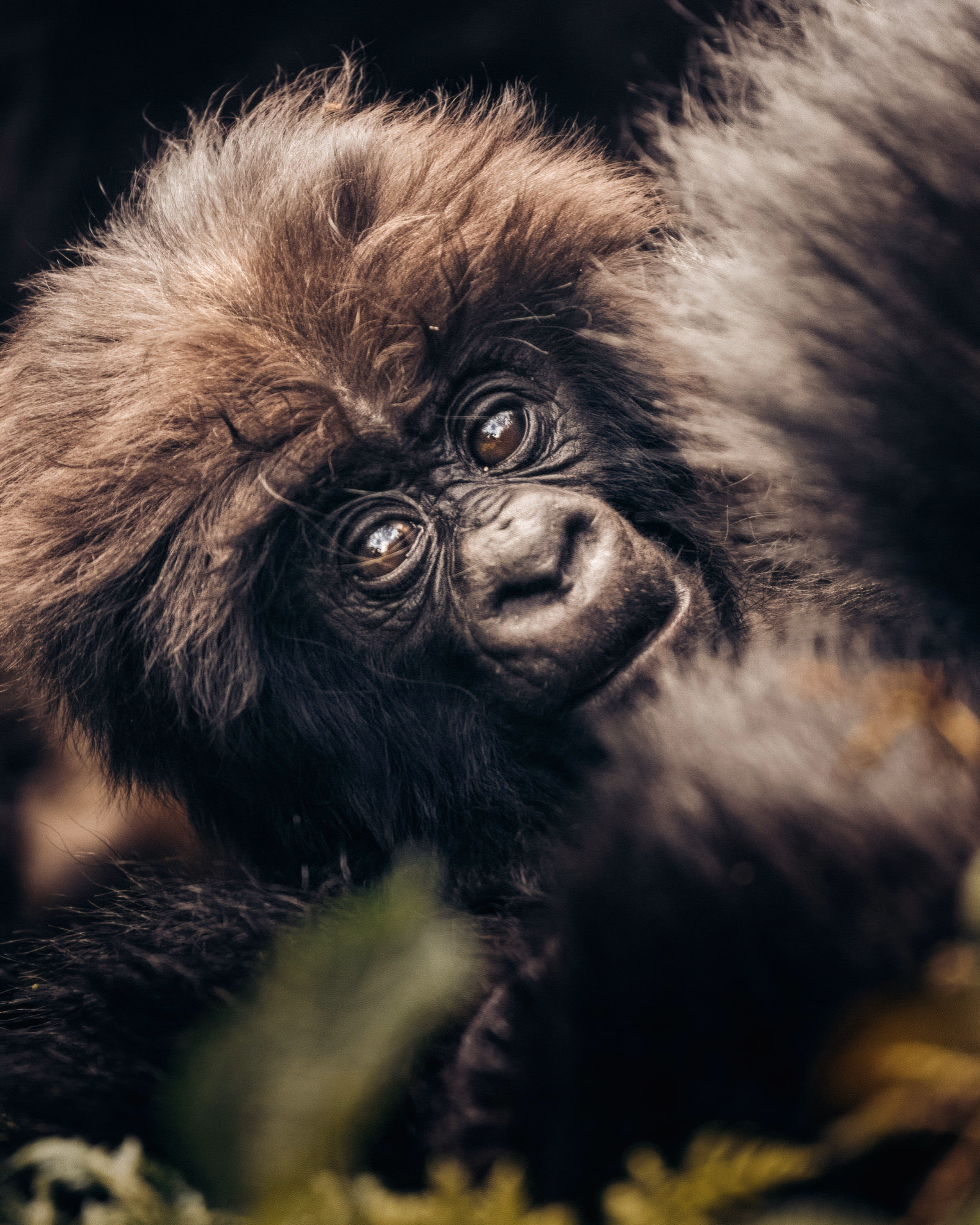 Portrait of a young gorilla looking upward.