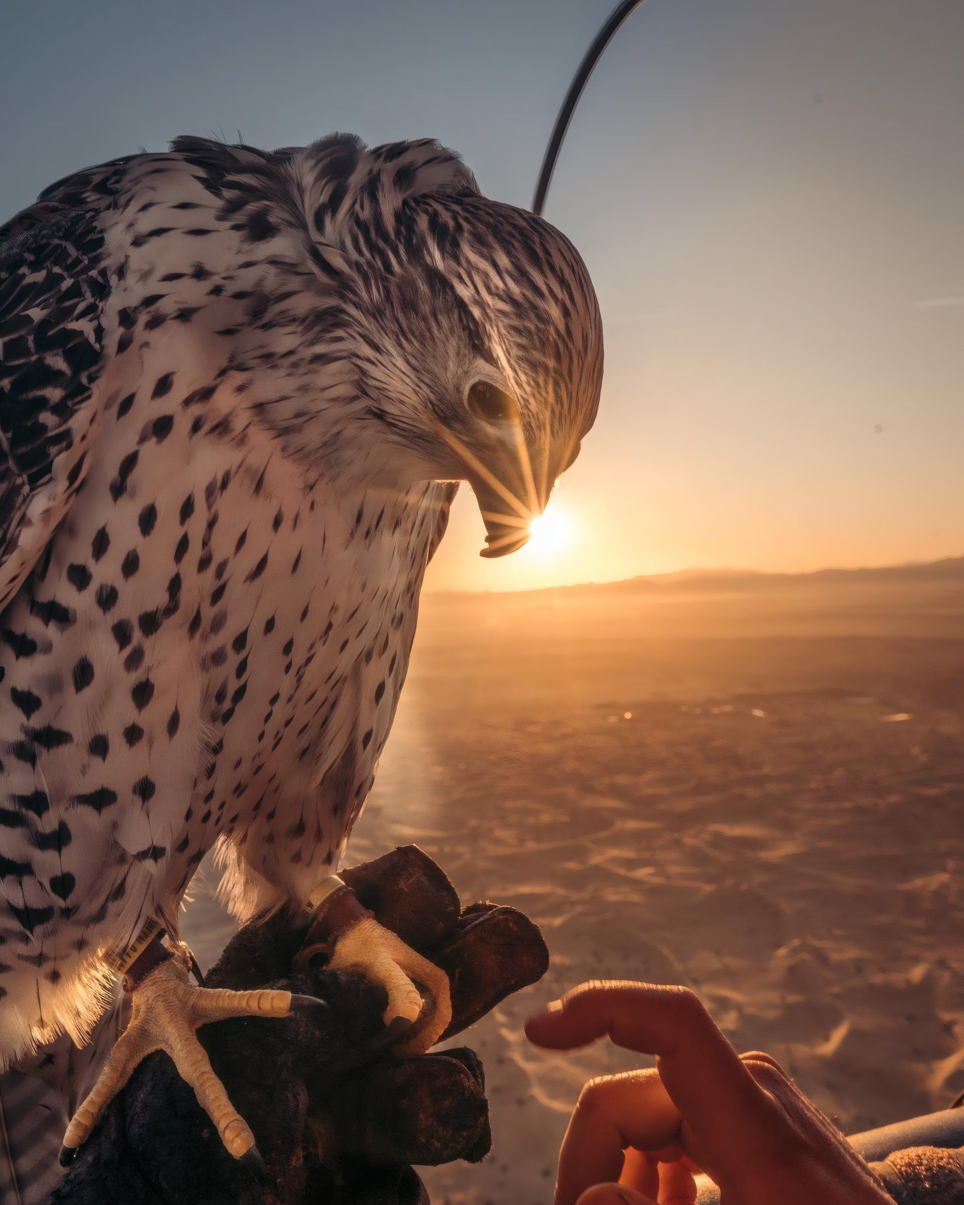 A falcon resting on a gloved hand in warm desert light.