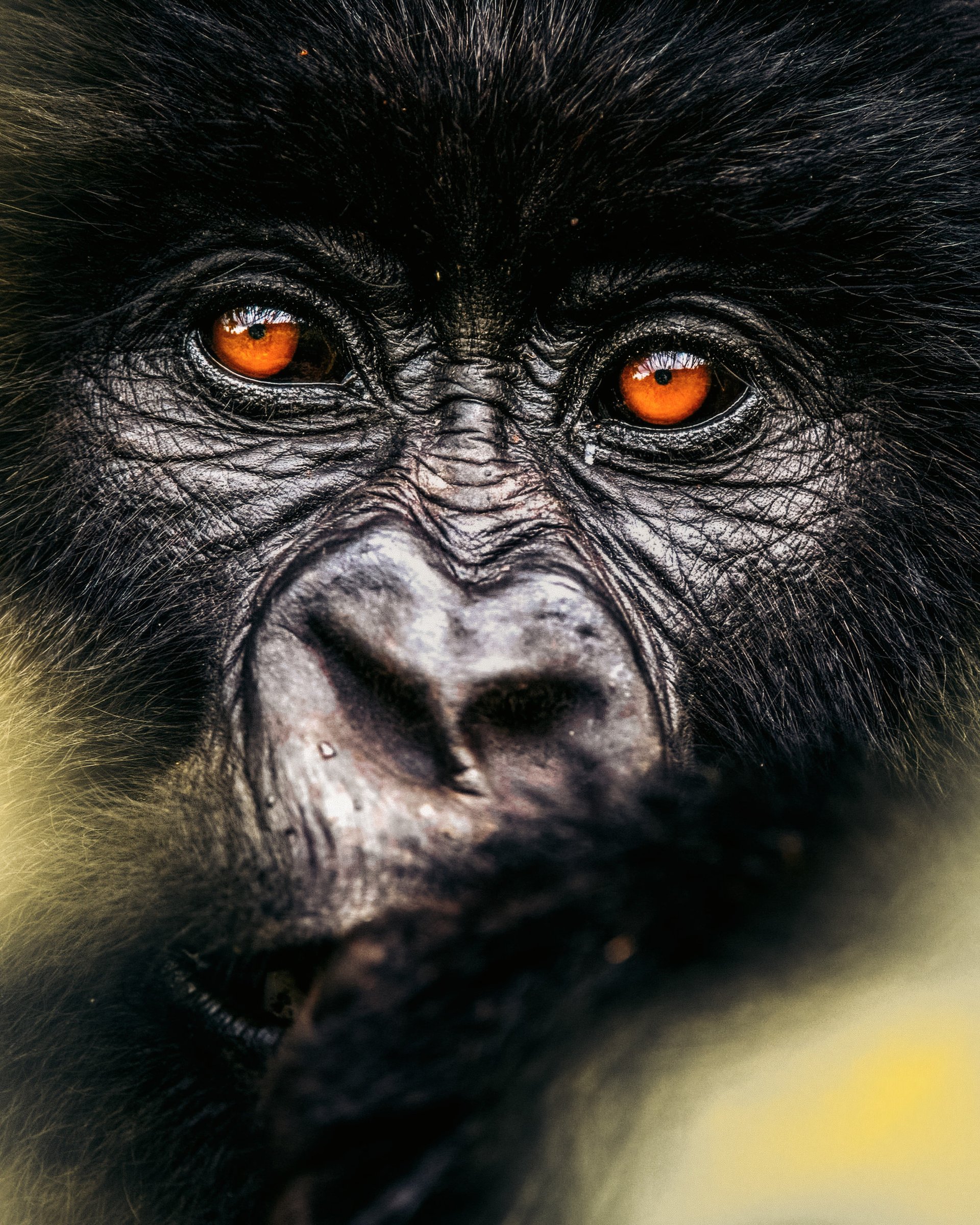 Close frontal portrait of a gorilla with amber eyes.