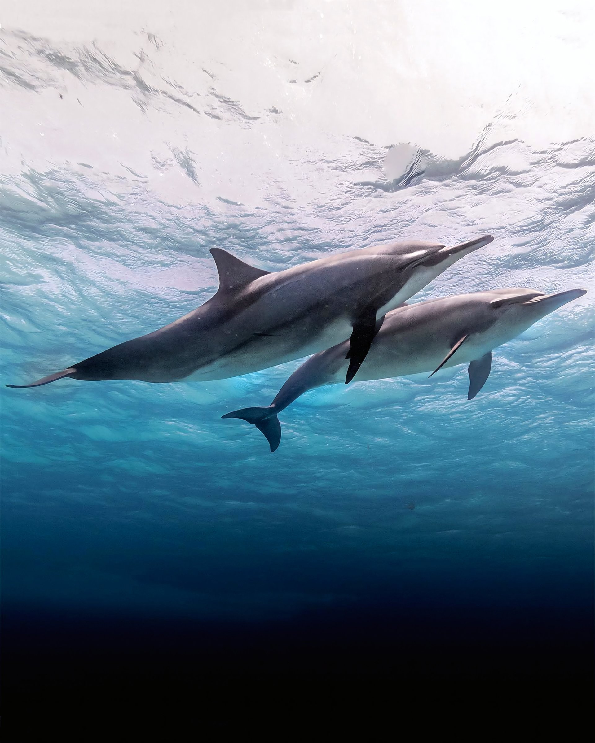 Dolphins swimming beneath the surface of the sea.