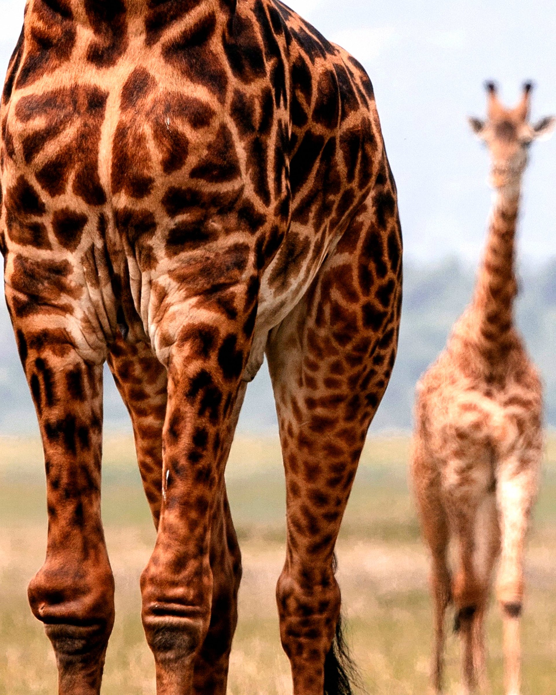 Two giraffes seen at close range.