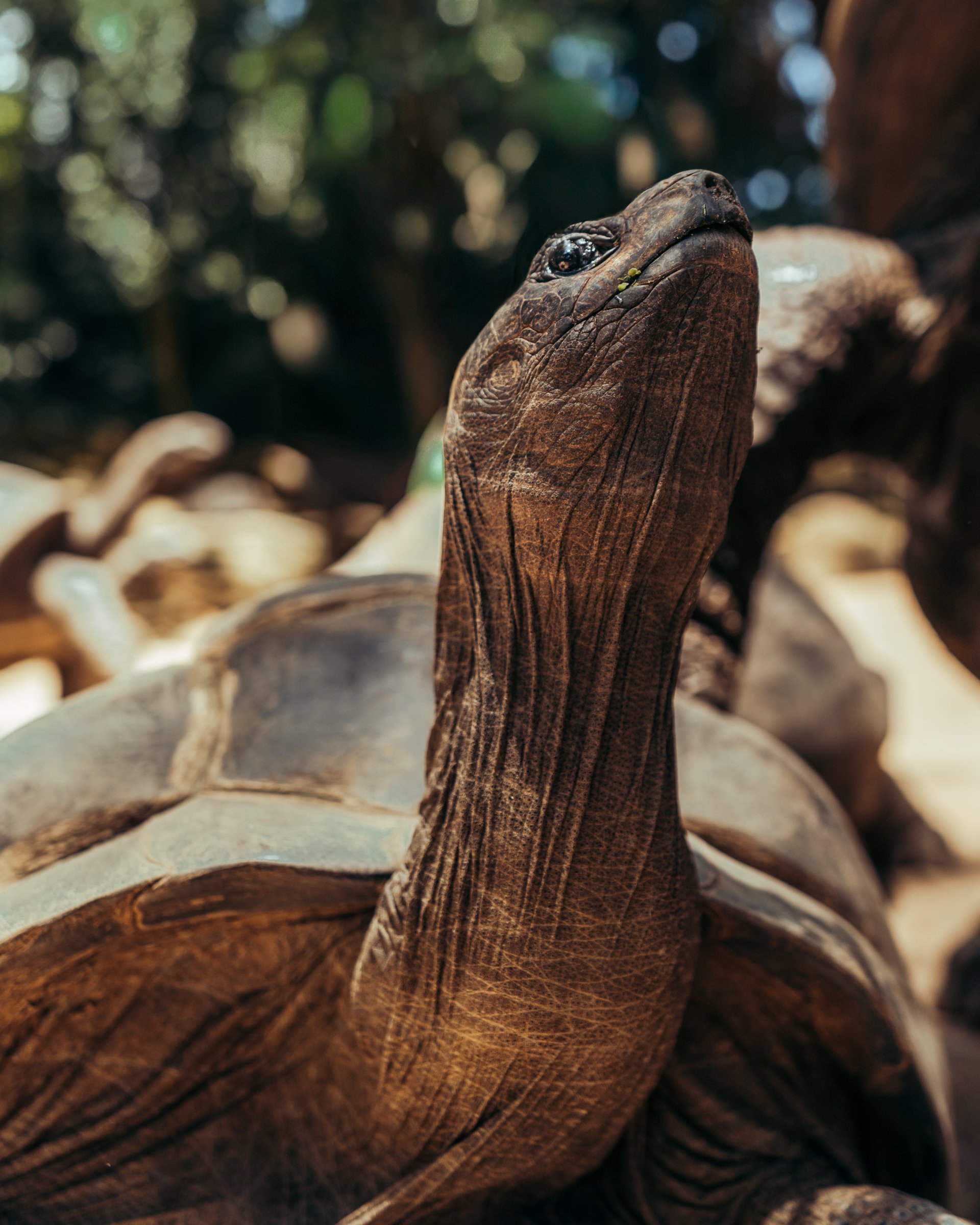 Island inhabitant — photograph by Ahmed Wahba.