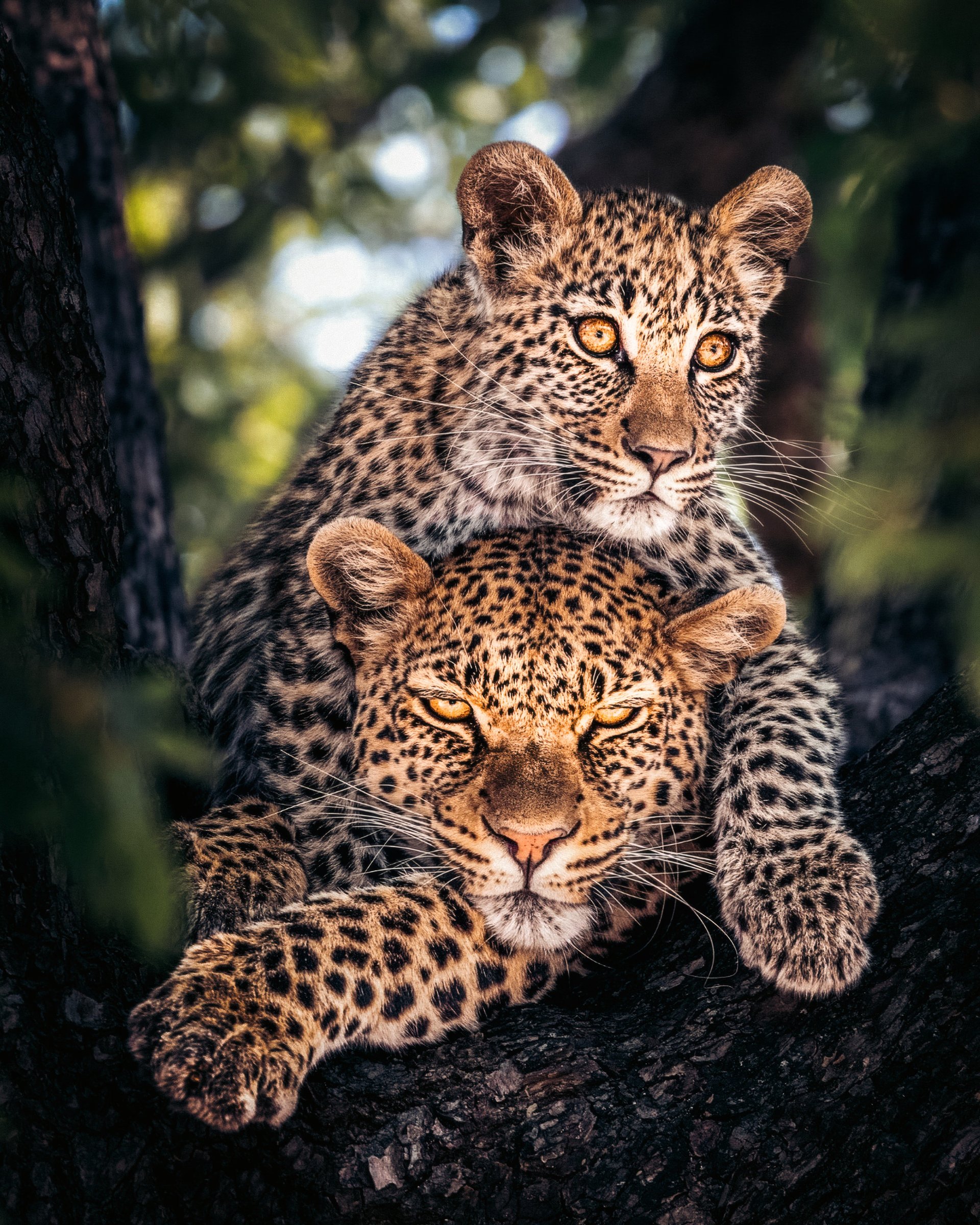 A leopard cub resting above an adult leopard.