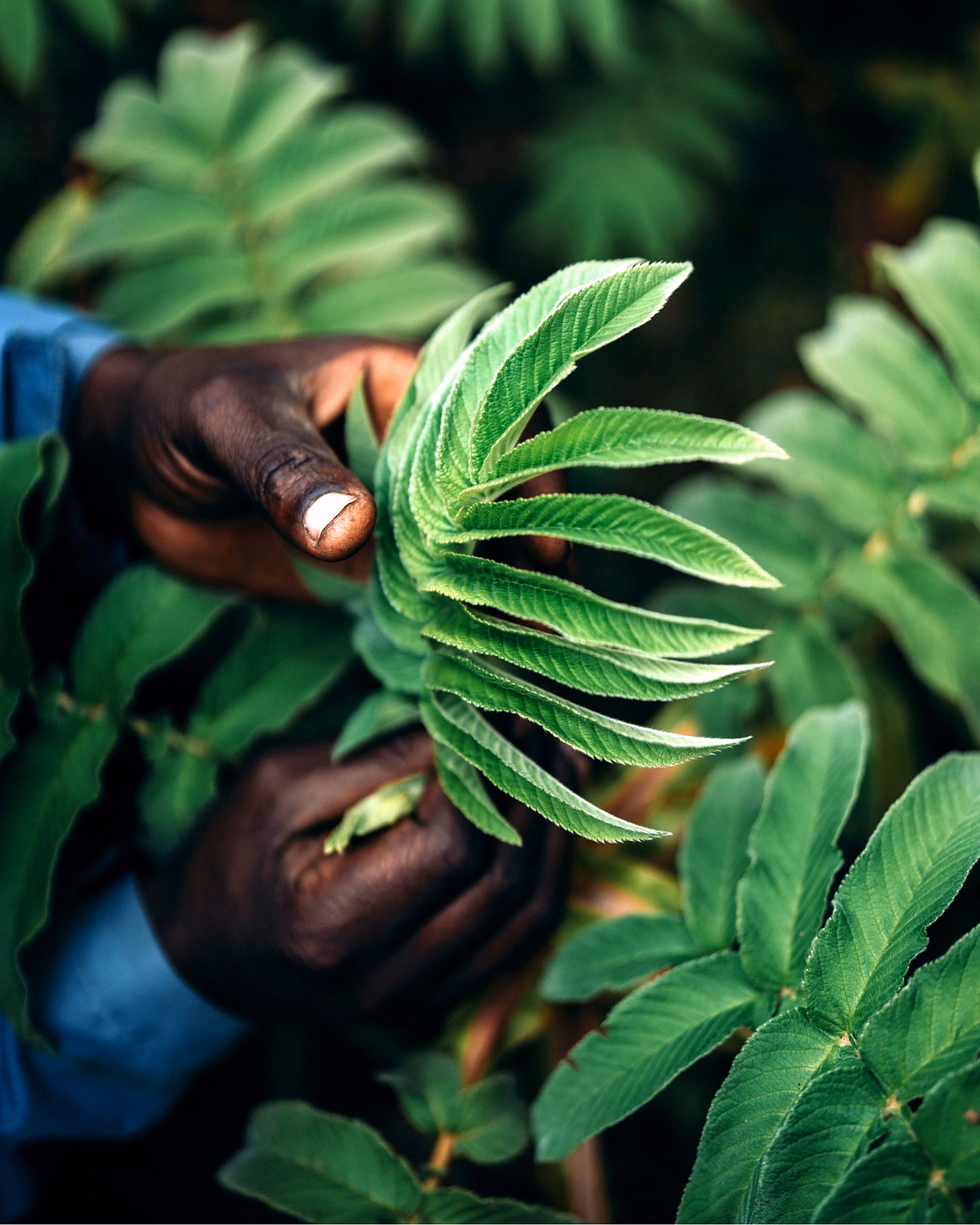 Hands holding a fan of green leaves.