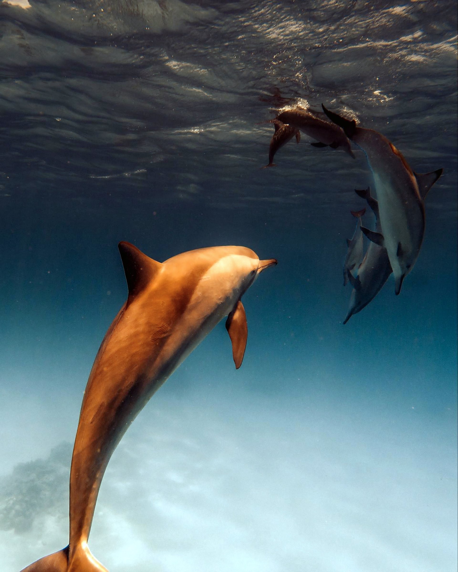 Dolphins moving through dark blue water.